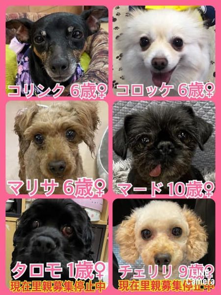 🐾今日の里親様募集中ワンコ🐶メンバーです🐾2022,8,26【保護犬カフェ天神橋店】